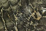 Polished Stromatolite (Boxonia) From Australia - Million Years #130654-1